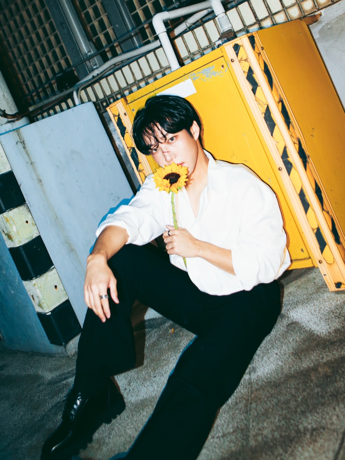 Sunflower in Yellow